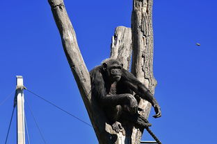 世界上最愚蠢的生物，世界上最愚蠢的产品