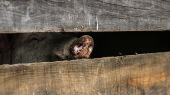 世界上最胖的猪有多少斤，世界上最胖的人猪