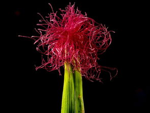 中国最漂亮玉米花，花玉米产地