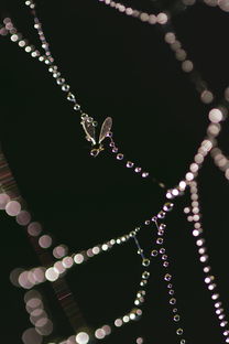 国际珠宝品牌大全，国际珠宝十大排名