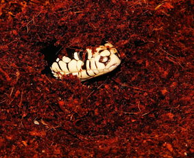 世界上最贵的蛇是什么蛇，世界上最土豪的蛇