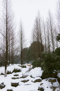 雪松是我国几级保护植物，中国最珍贵的雪松